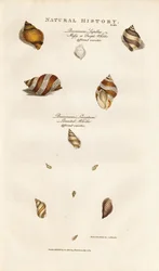 Diverses espèces de bulots