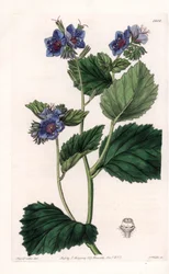 Phacélie visqueuse - Planche gravée par S. Watts, d