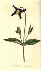 Clématite à feuilles entières - Clematis integrifolia. Gravure à la main en couleur d