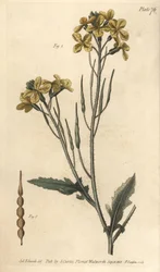 Radis sauvage