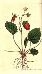 Fraise des bois, Fragaria vesca