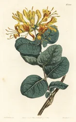 Chèvrefeuille à fleurs jaunes (illustration de Sydenham Edwards, gravure de F. Sansom Jr.)