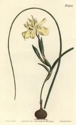 Moraea à racine comestible jaune, Moraea fugax (Moraea edulis). Gravure sur cuivre coloriée à la main par F. Sansom Jr. d