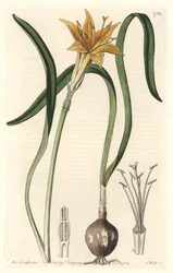 Pyrolirion jaune (Amaryllis arvensis), originaire du Pérou