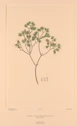 Florilège de Banks, Planche 106 Darwinia Fascicularis