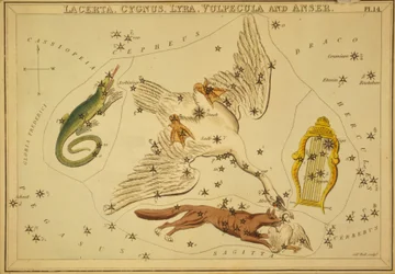 Lacerta, Cygnus, Lyra, Vulpecula et Anser, illustration de 