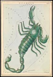 Scorpion, c.1825
