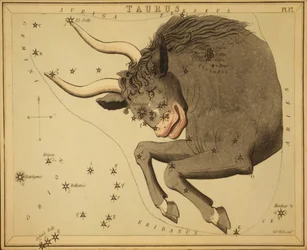Taureau, Illustration de 