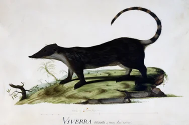 Viverra nasuta mâle