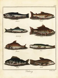 Pêche : saumon, truite, ombre, carpe, brème, brochet, perche, tenc. 1792