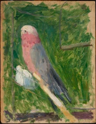 Perroquet