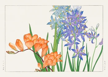 Fleur de freesia de "Seiyou Sokazufu"