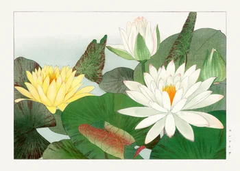 Nymphaea lotus from "Seiyou Sokazufu"