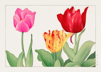 Tulip from "Seiyou Sokazufu"