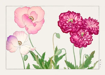 Fleur de pavot vintage de "Seiyou Sokazufu"