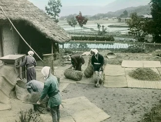 Paysans vannant le riz au bord des rizières au Japon, vers 1900 - 1915 (photographie)