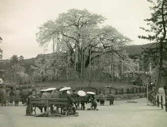 Japonais assis contemplant des cerisiers en fleurs, Kyoto, vers 1900 - 1915 (photographie)
