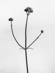 Parmi les fleurs 11