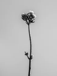 Parmi les fleurs 16