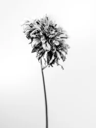 Parmi les fleurs 17
