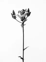 Parmi les fleurs 19