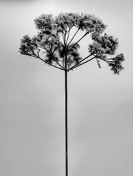 Parmi les fleurs 1