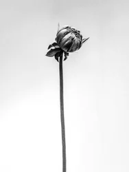 Parmi les fleurs 20, 2021
