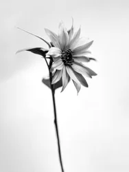 Parmi les fleurs 25