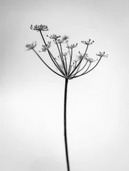 Parmi les fleurs 29, 2021