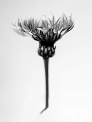 Parmi les fleurs 37