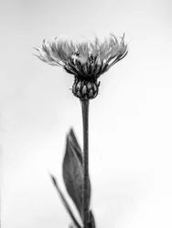Parmi les fleurs 38