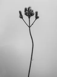 Parmi les fleurs 3