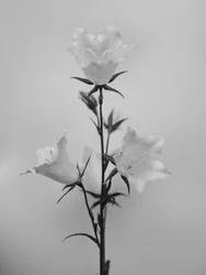 Parmi les fleurs 43, 2021