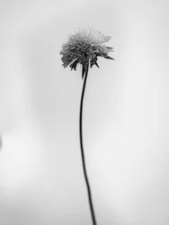 Parmi les fleurs 44