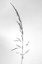 Parmi les fleurs 45