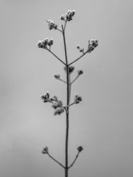 Parmi les fleurs 4