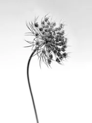 Parmi les fleurs 52, 2021