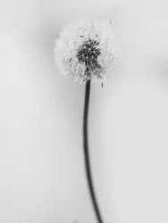 Parmi les fleurs 62