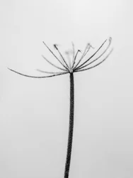 Parmi les fleurs 6
