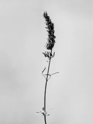 Parmi les fleurs 74
