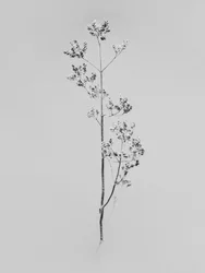 Parmi les fleurs 76