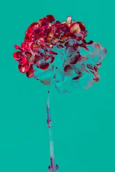 Hortensia