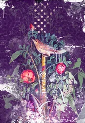 Oiseau de Pompéi, 2014