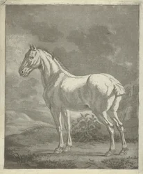 Cheval blanc dans un pré