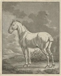 Cheval blanc dans un pré