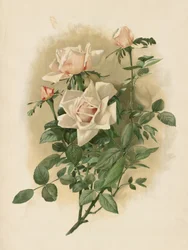 Duchesse De Vallombrosa Roses