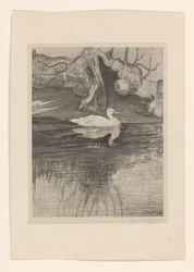 Étang avec canard