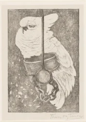 Cacatoès blanc
