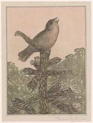 Oiseau chantant sur un conifère