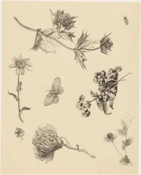 Fleurs et feuilles